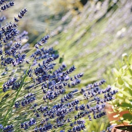 B&B Lavanda E Rosmarino Assisi Eksteriør billede