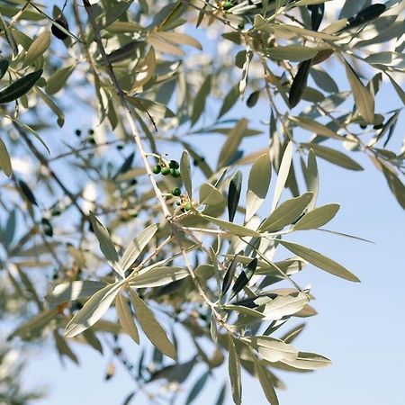 B&B Lavanda E Rosmarino Assisi Eksteriør billede