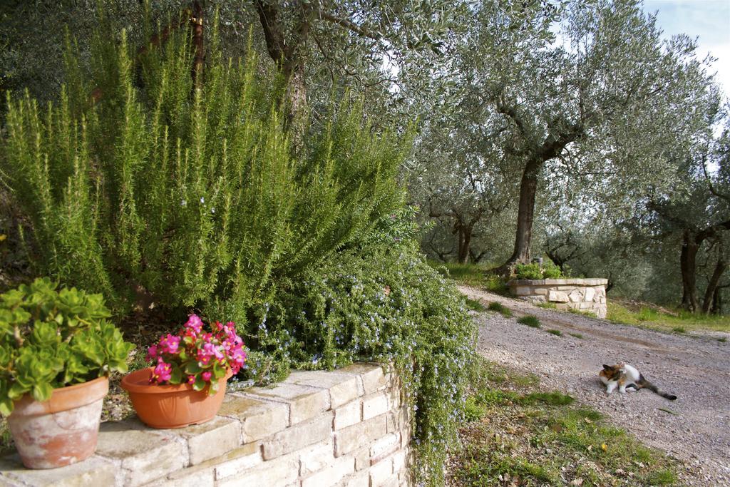 B&B Lavanda E Rosmarino Assisi Eksteriør billede