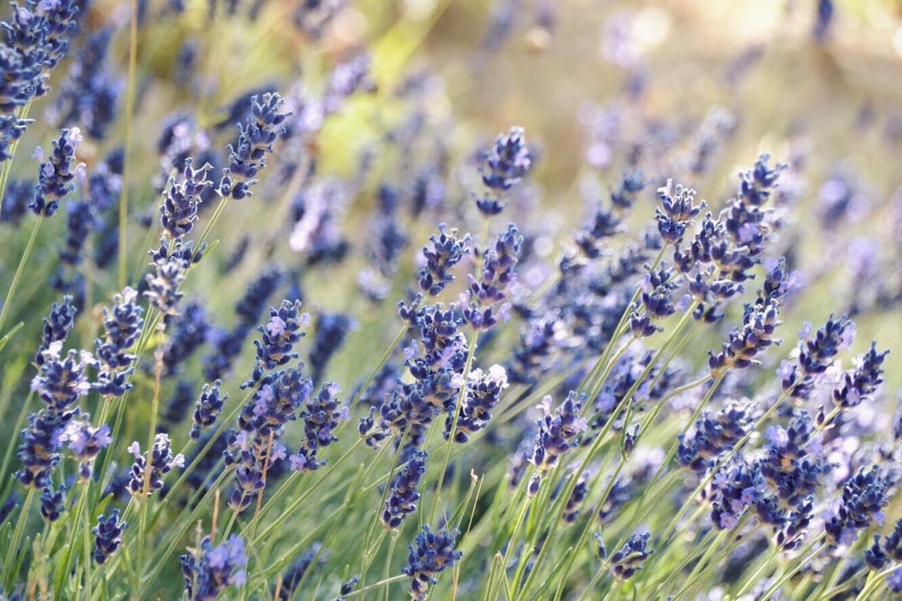 B&B Lavanda E Rosmarino Assisi Eksteriør billede