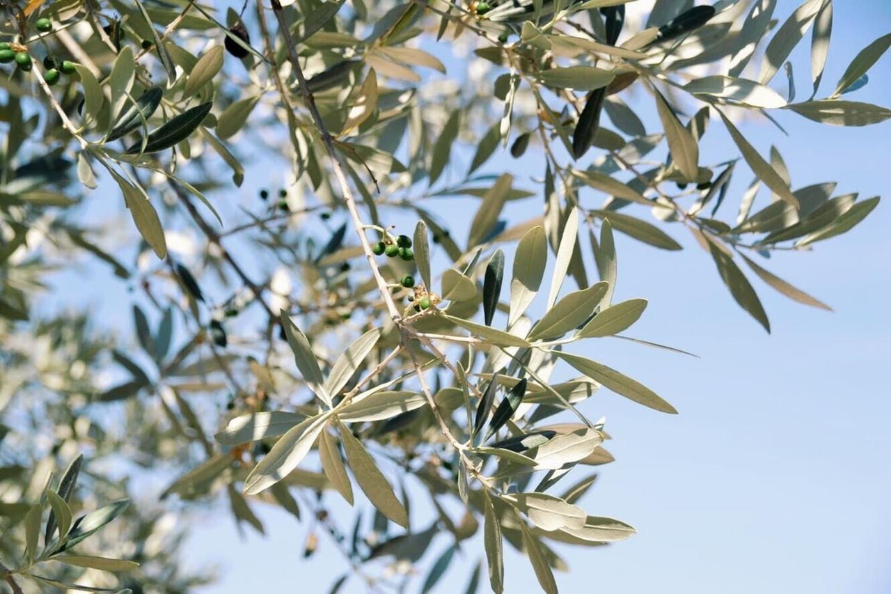 B&B Lavanda E Rosmarino Assisi Eksteriør billede